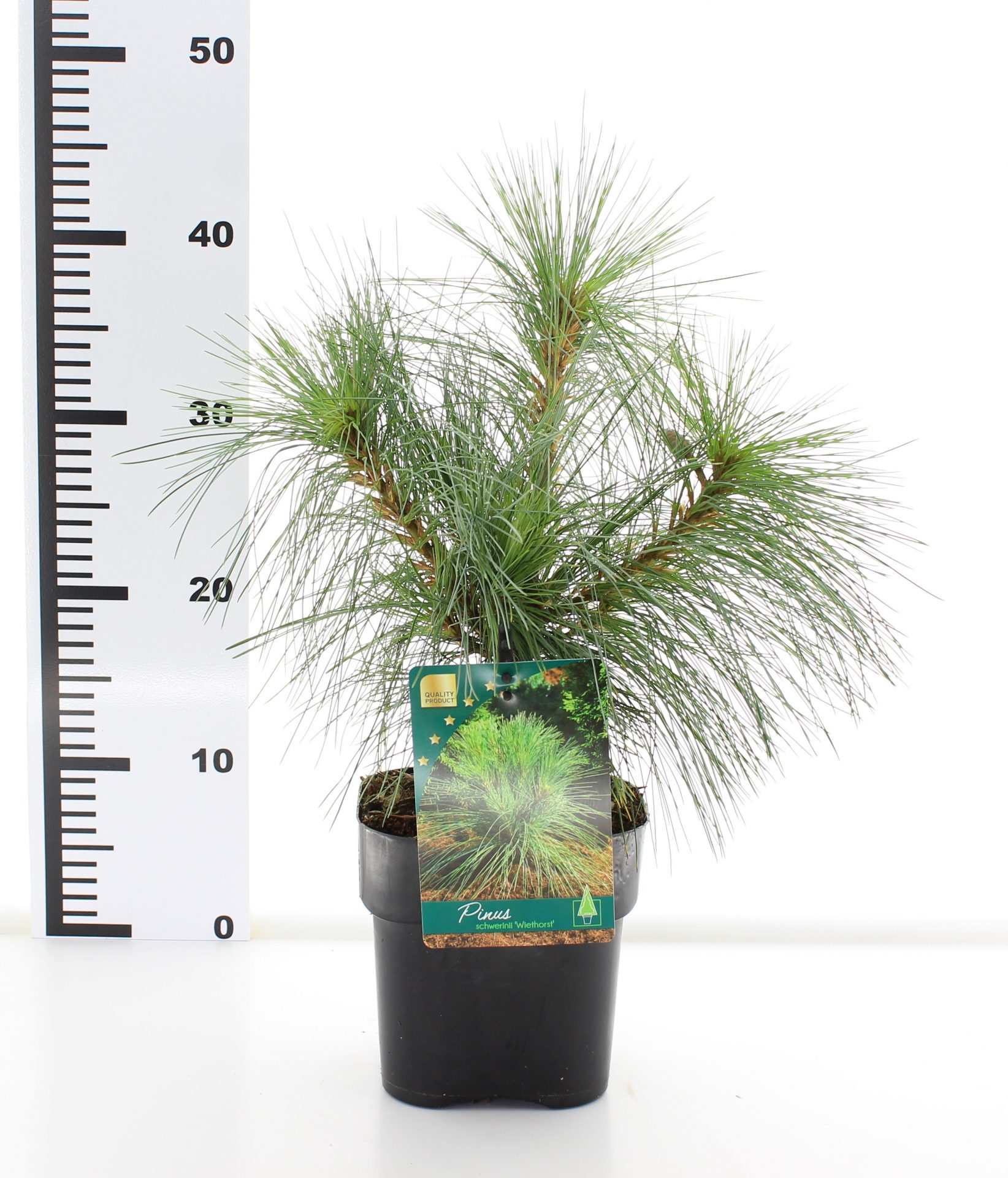 Pinus schwerinii 'Wiethorst' - Afbeelding 3