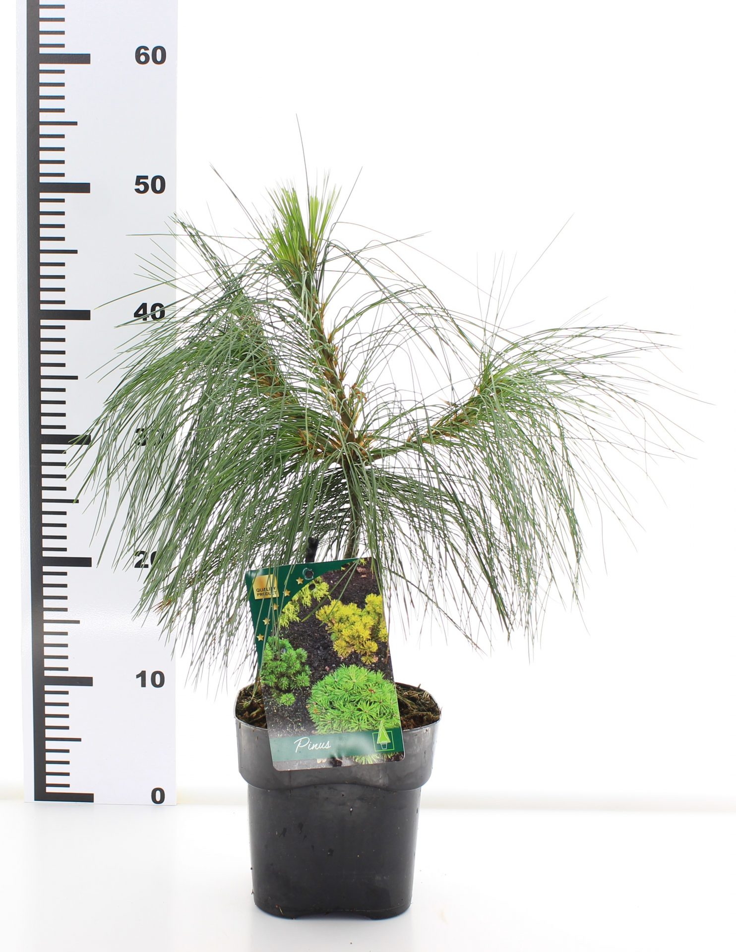 Pinus strobus Fastigiata' - Afbeelding 2