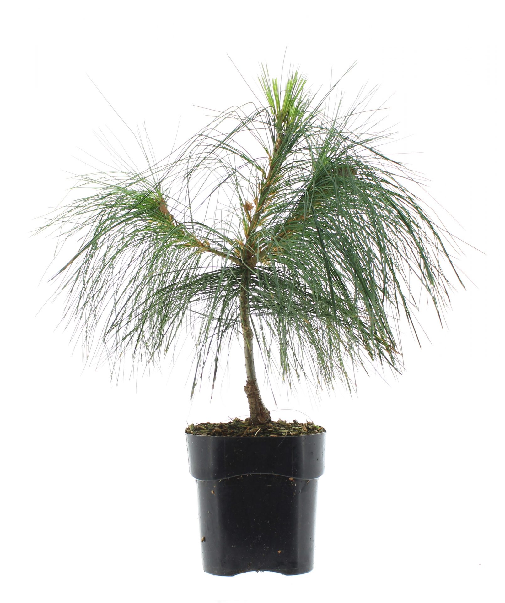 Pinus strobus Fastigiata'