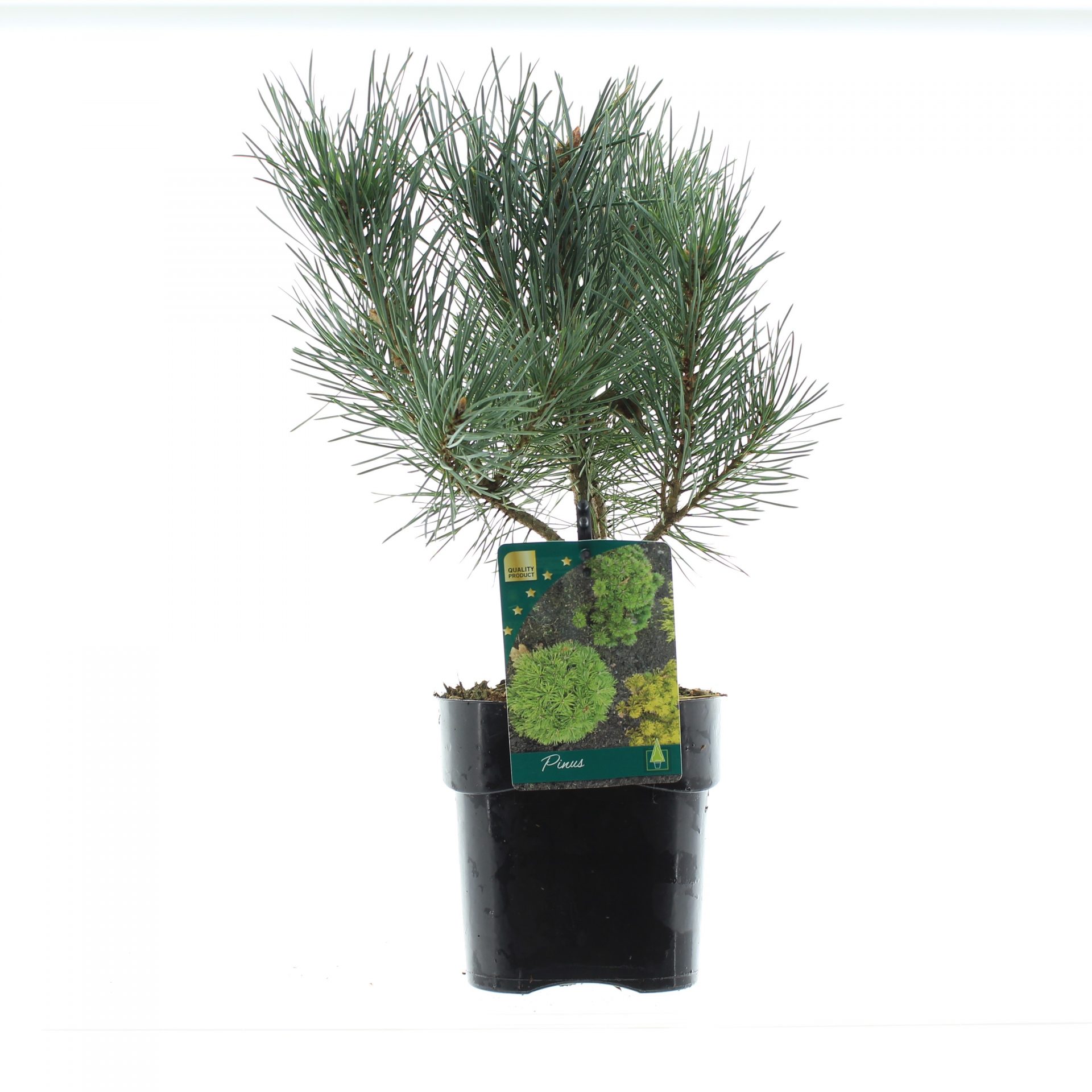 Pinus sylv. 'Argentea Compacta'