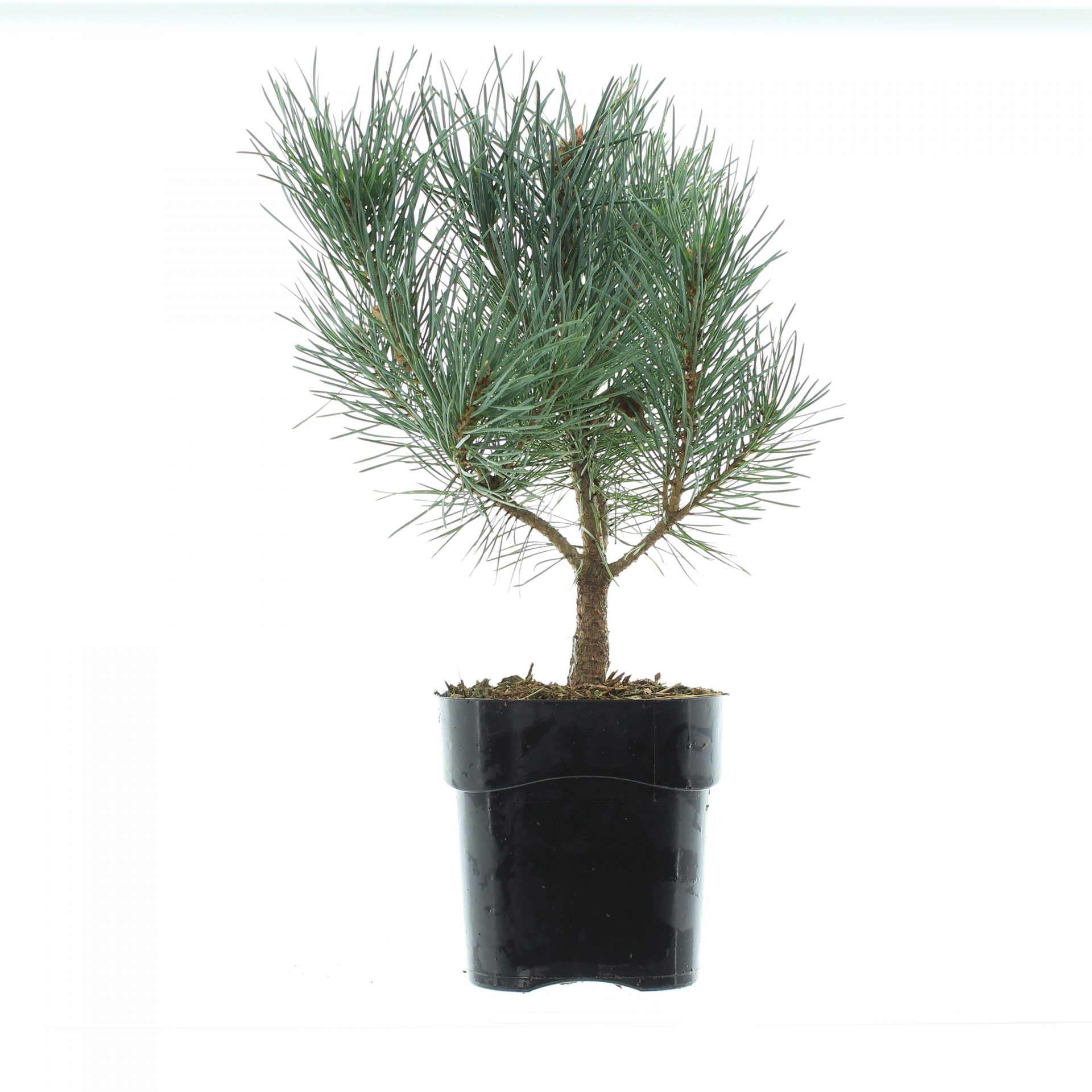 Pinus sylv. 'Argentea Compacta' - Afbeelding 2