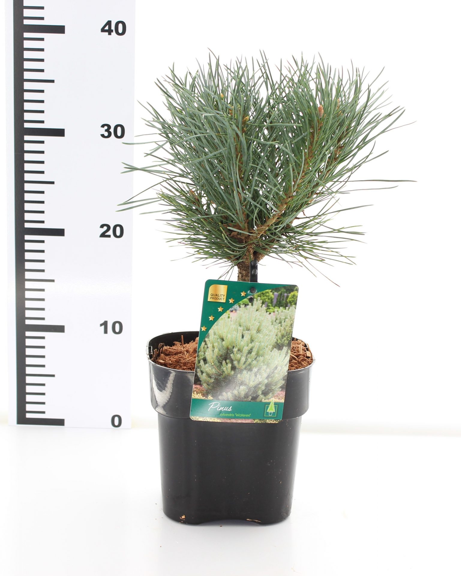 Pinus sylv. 'Watereri' – Bild 3