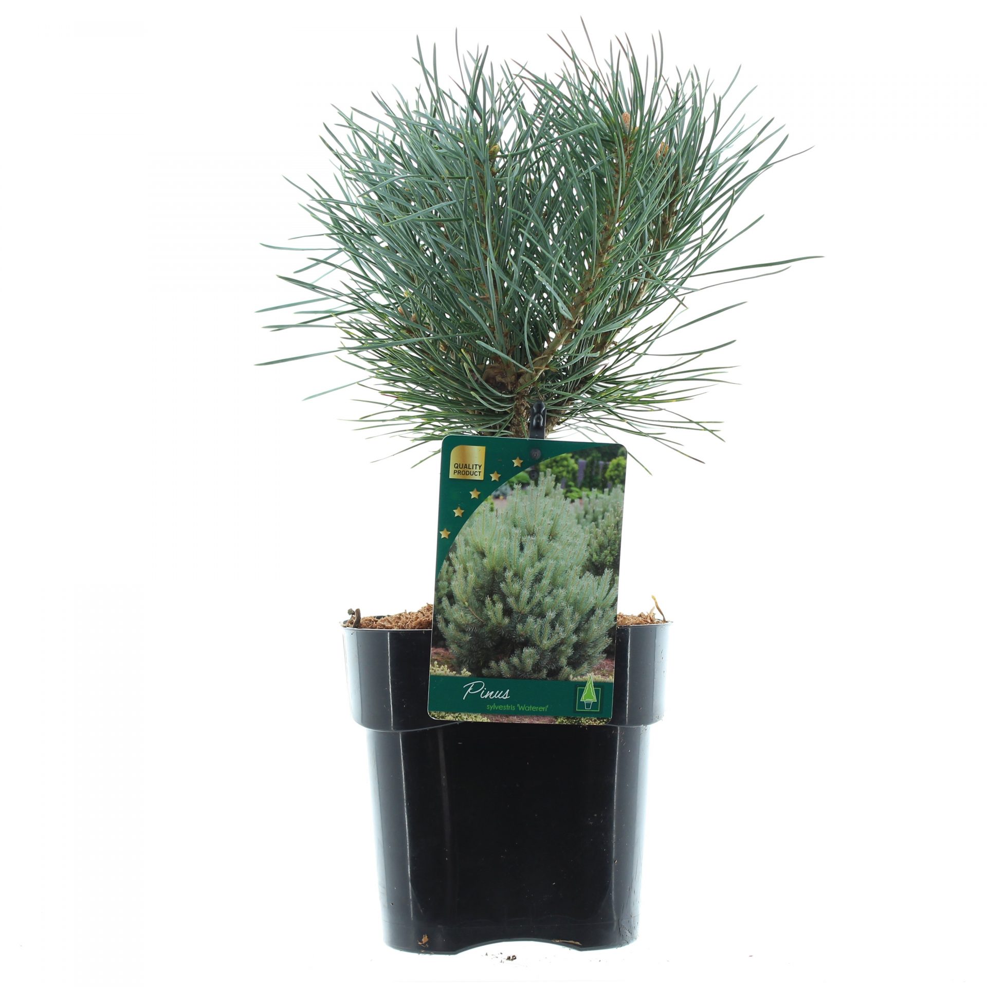 Pinus sylv. 'Watereri'
