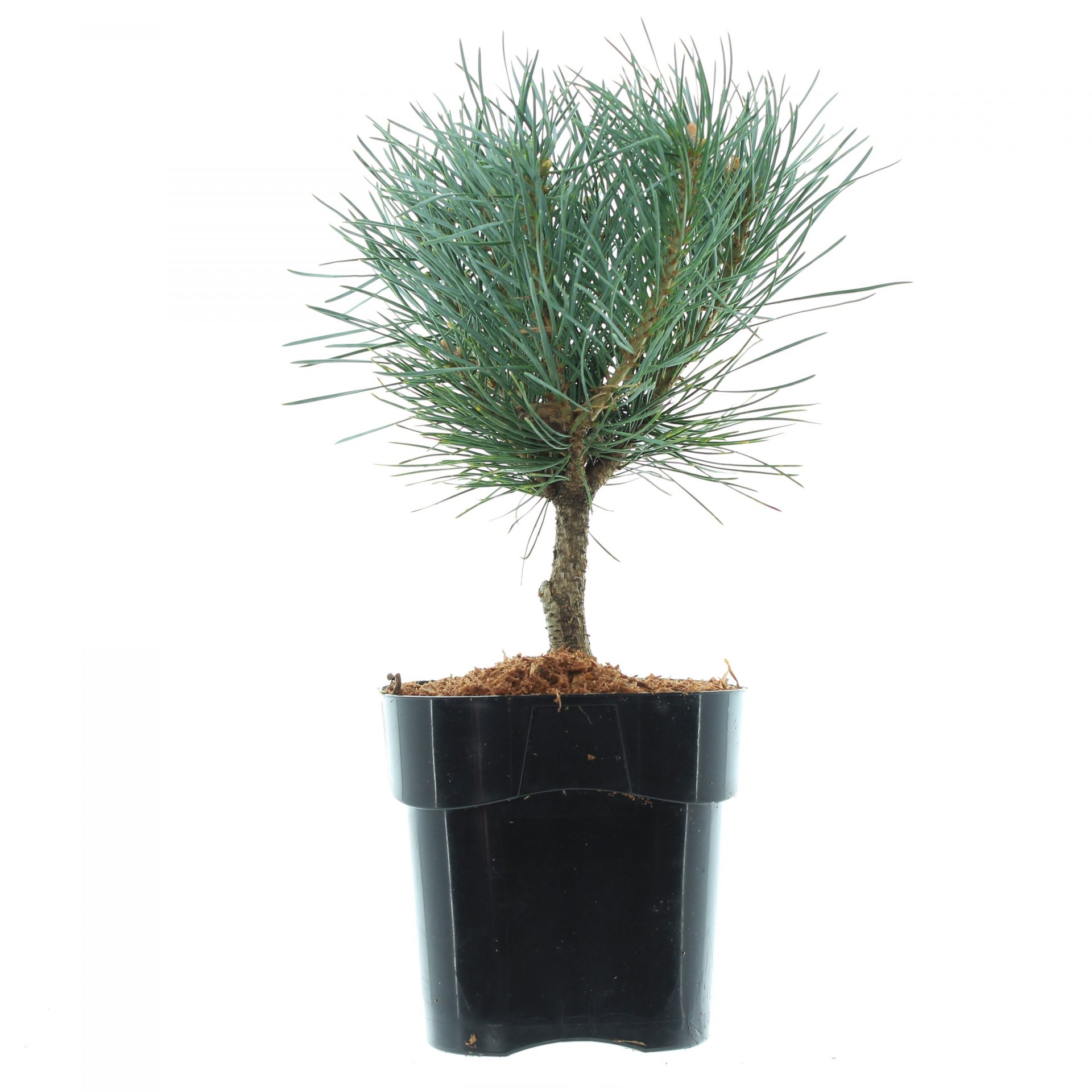 Pinus sylv. 'Watereri' – Bild 2