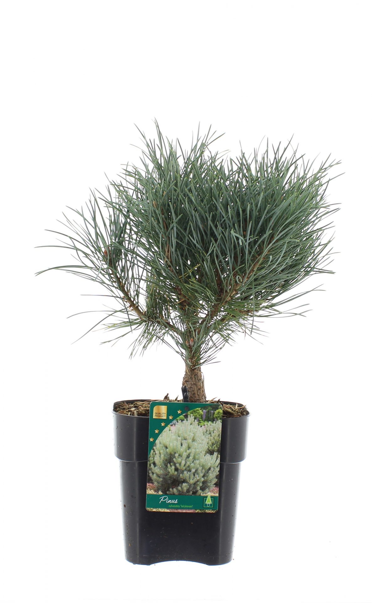 Pinus sylv. 'Watereri'