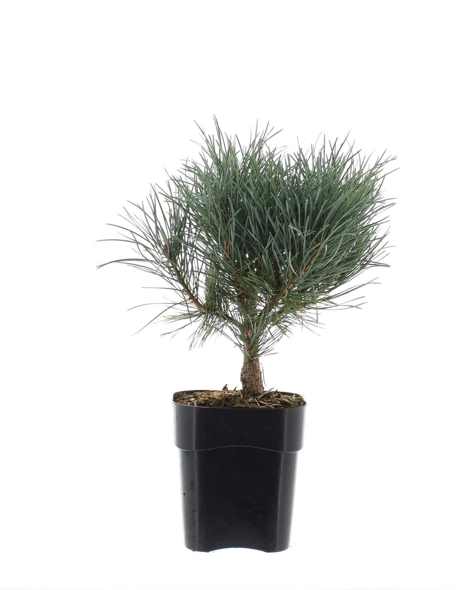 Pinus sylv. 'Watereri' - Afbeelding 2
