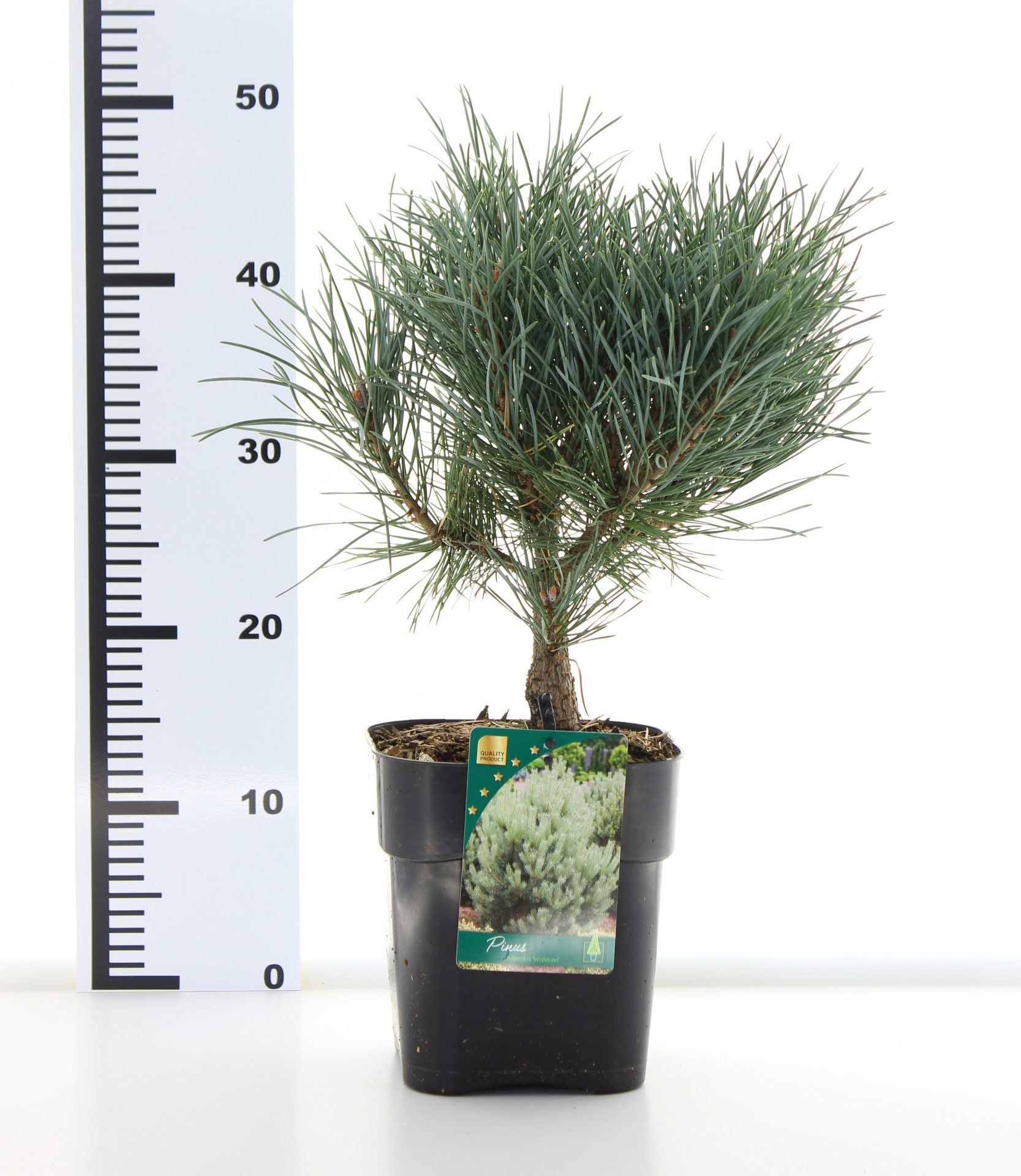 Pinus sylv. 'Watereri' - Afbeelding 3