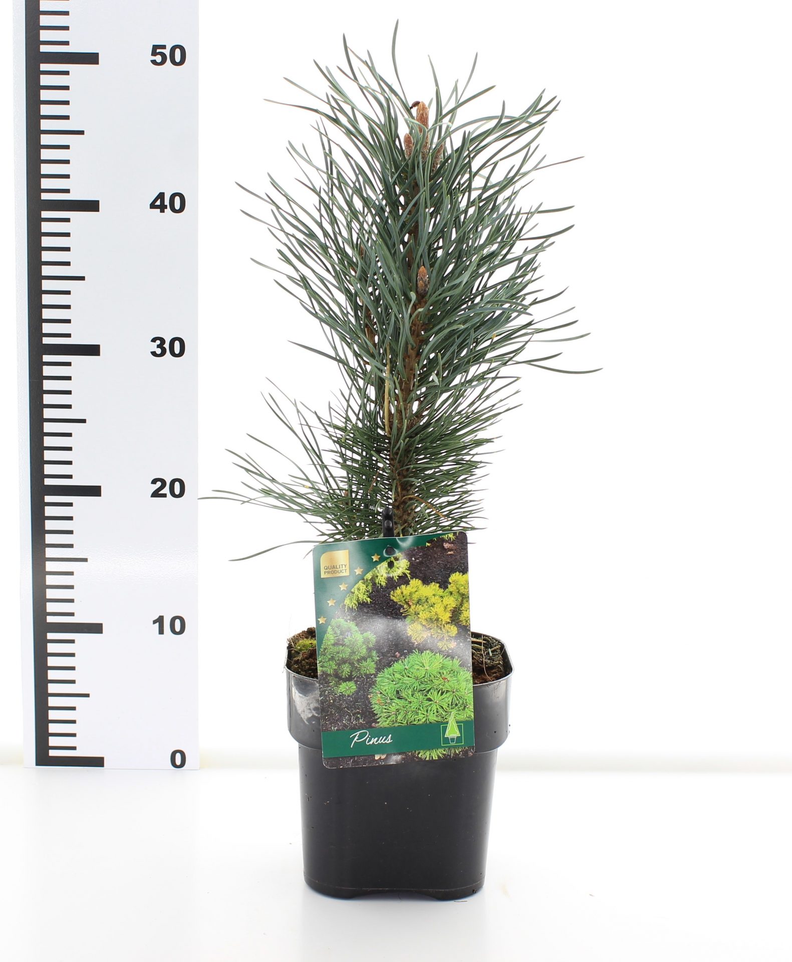 Pinus sylv. 'Fastigiata' - Afbeelding 3