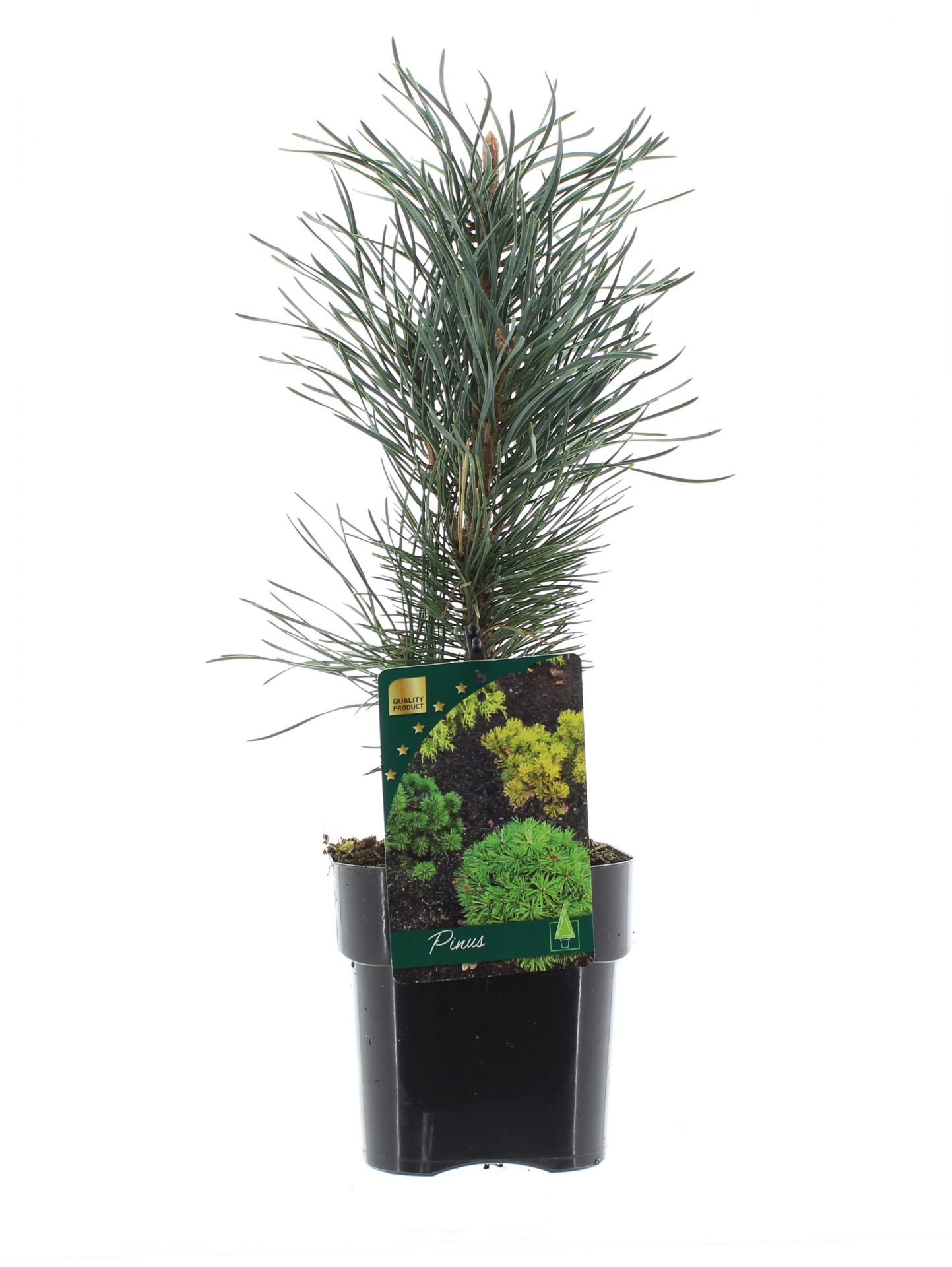 Pinus sylv. 'Fastigiata'