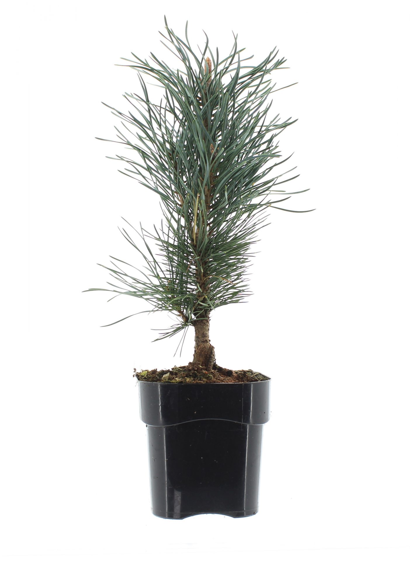 Pinus sylv. 'Fastigiata' - Afbeelding 2