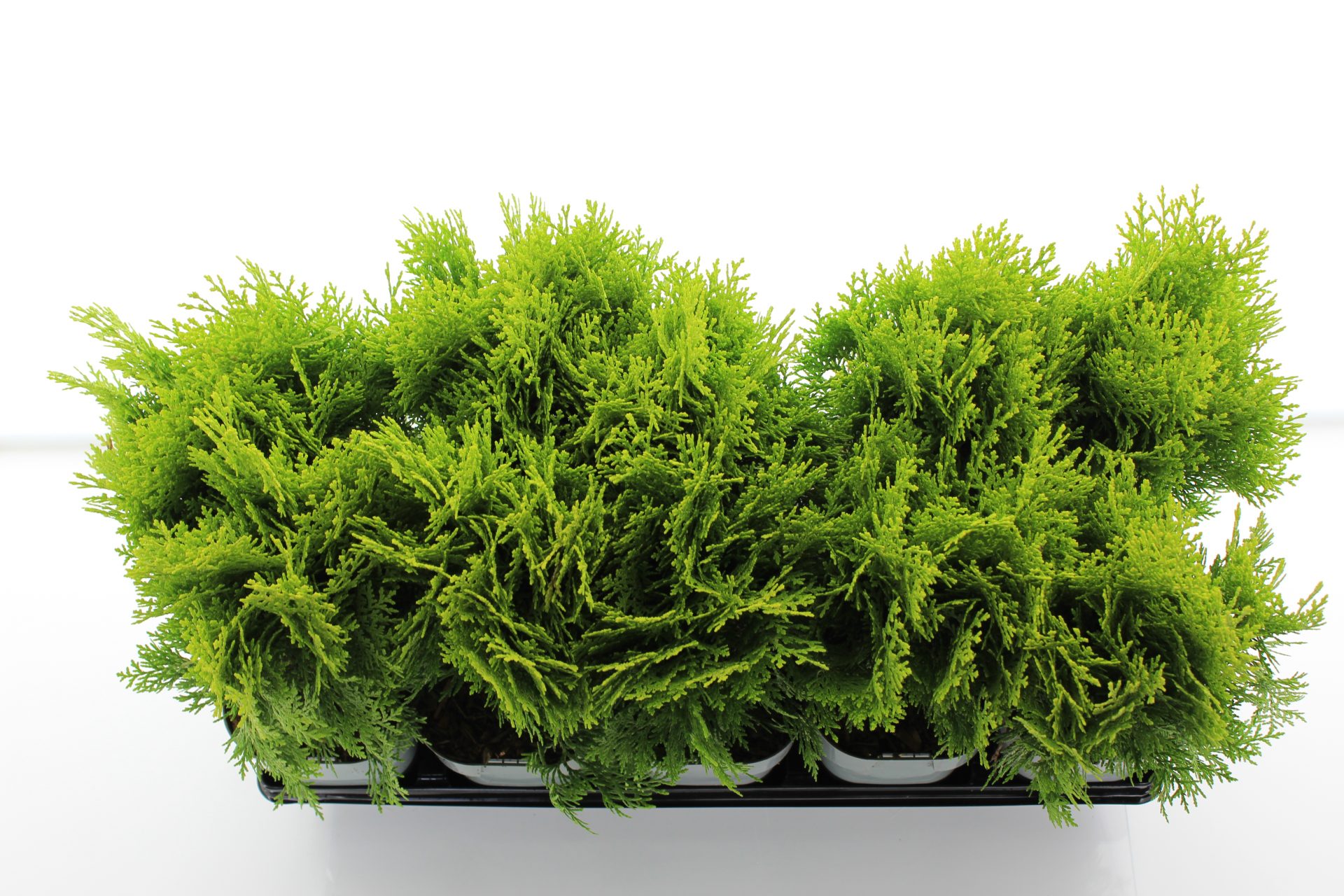 Platycladus orien. 'Aurea Nana' - Afbeelding 3