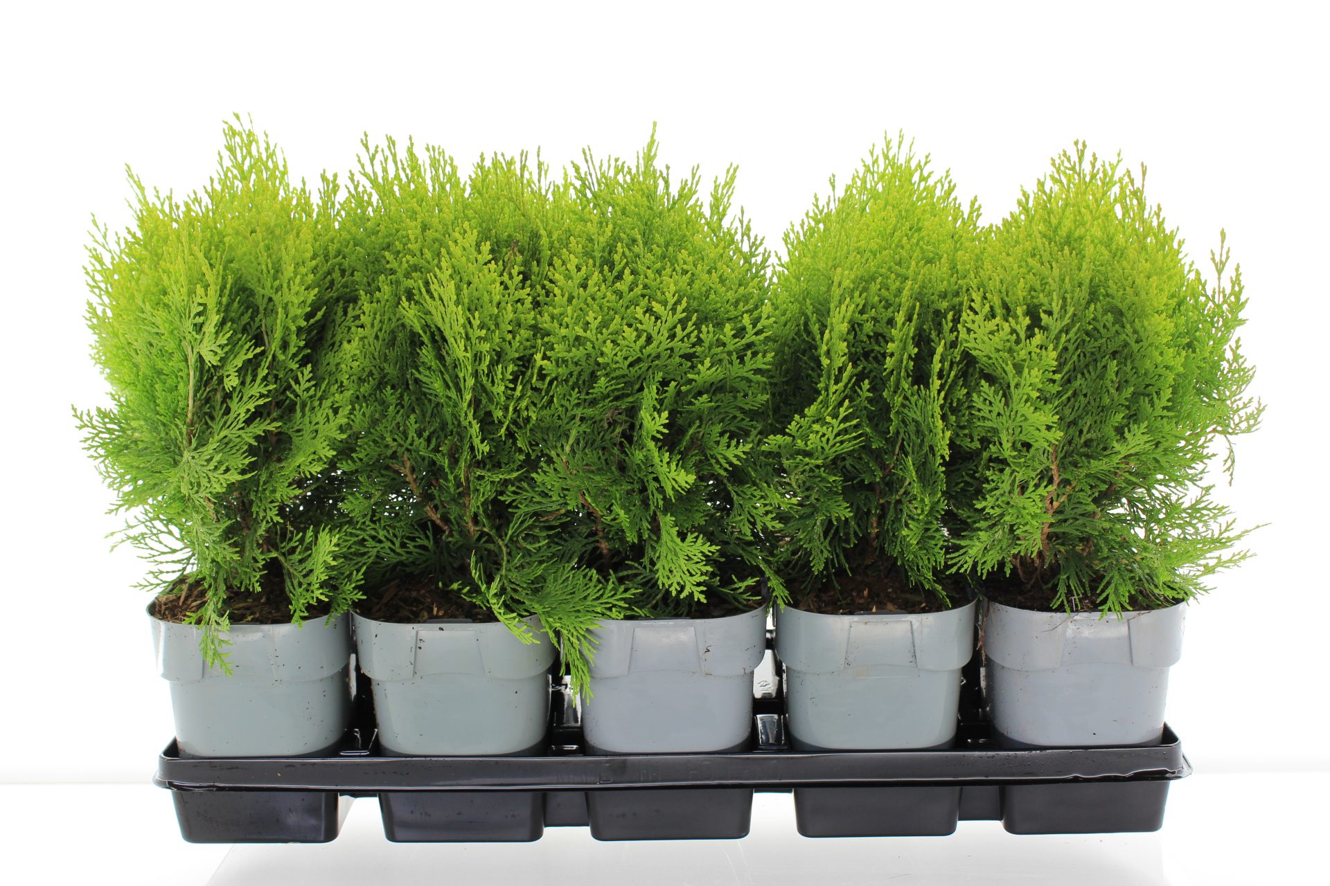 Platycladus orien. 'Aurea Nana' - Afbeelding 4