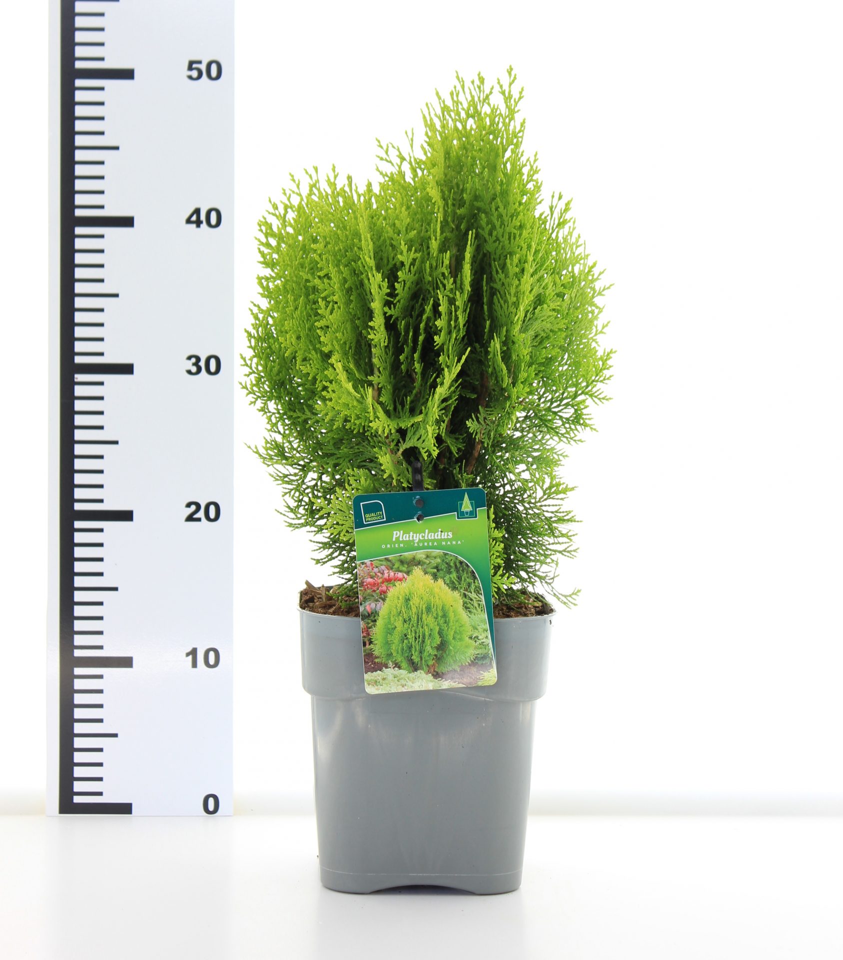 Platycladus orien. 'Aurea Nana' - Afbeelding 3