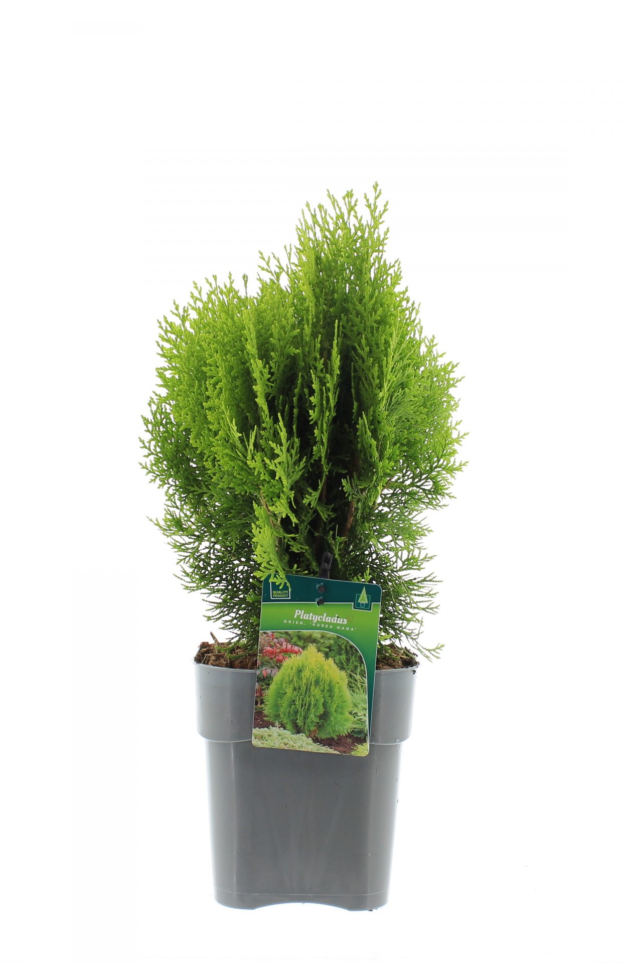 Platycladus orien. 'Aurea Nana'