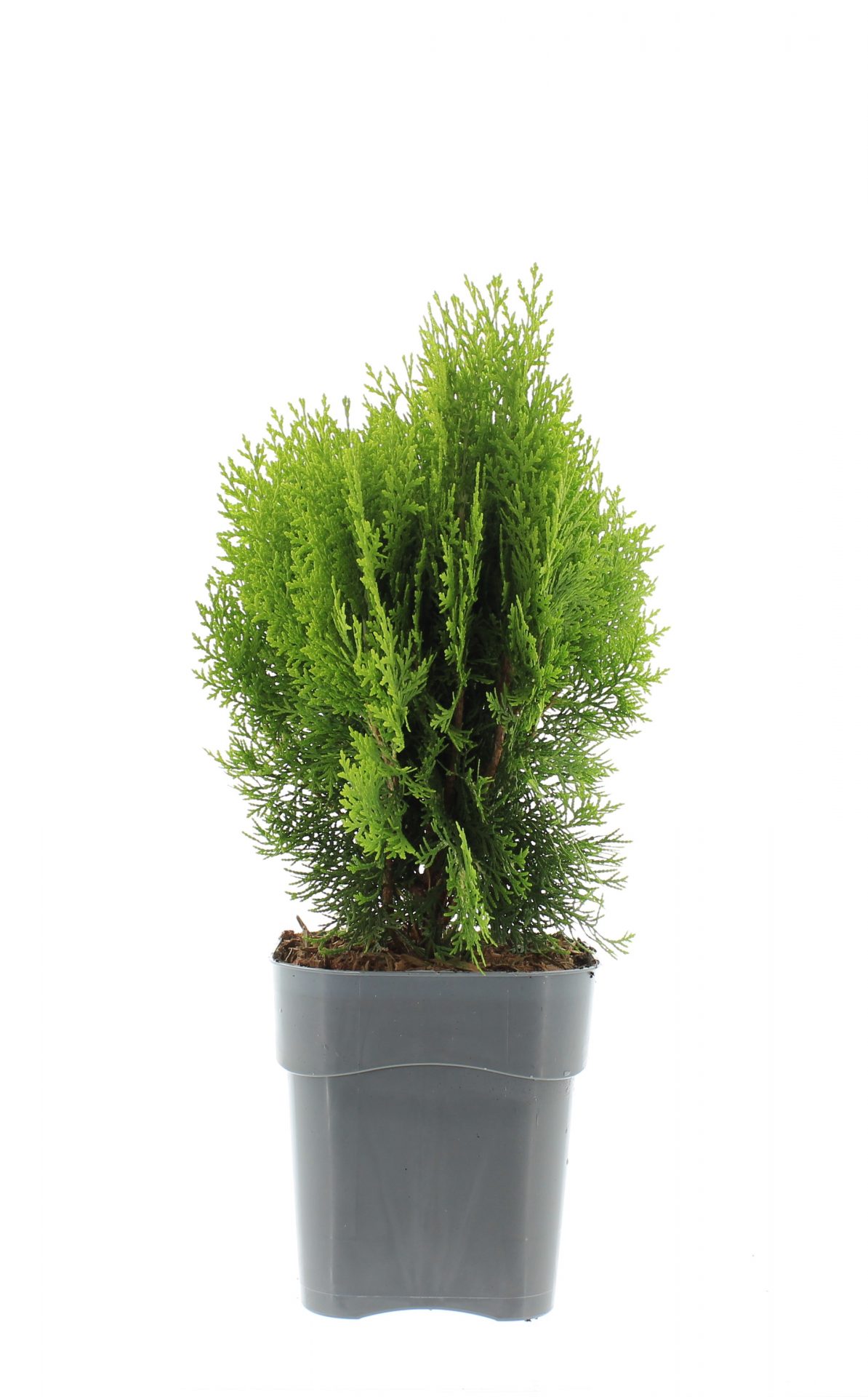 Platycladus orien. 'Aurea Nana' - Afbeelding 2