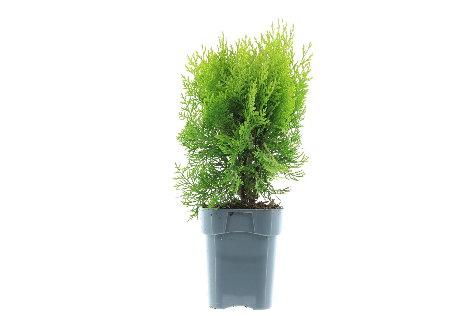 Platycladus orien. 'Aurea Nana' - Afbeelding 2
