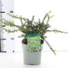 Podocarpus alp. 'Blue Gem' - Afbeelding 3