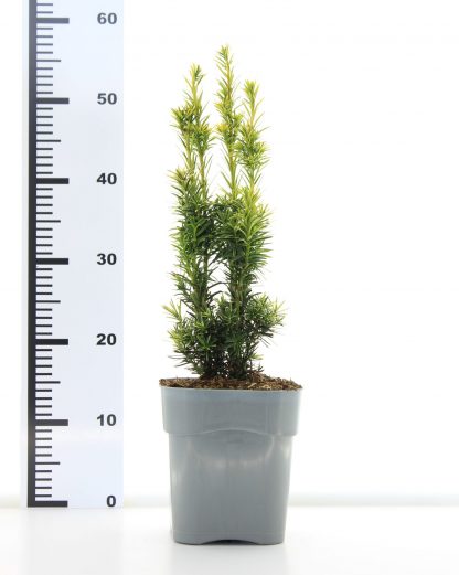 Taxus baccata 'Fastigiate Aurea' - Afbeelding 2
