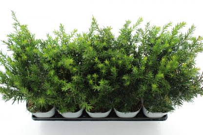 Taxus media 'Groenland' - Image 2