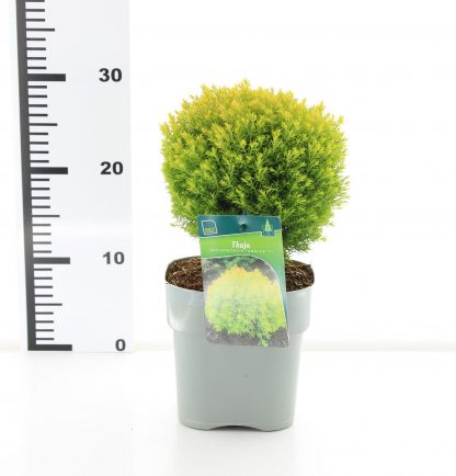 Thuja occ. 'Aniek' - Afbeelding 3