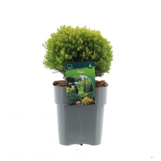 Thuja occ. 'Anniek'