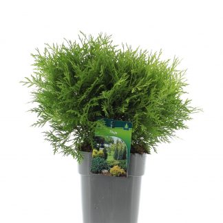 Thuja occ. 'Danica Aurea'