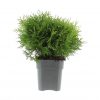 Thuja occ. 'Danica Aurea' - Afbeelding 2