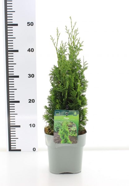 Thuja occ. 'DeGroot Spire' - Afbeelding 3