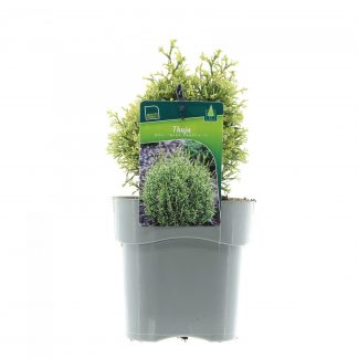 Thuja occ. 'Miss Frosty'