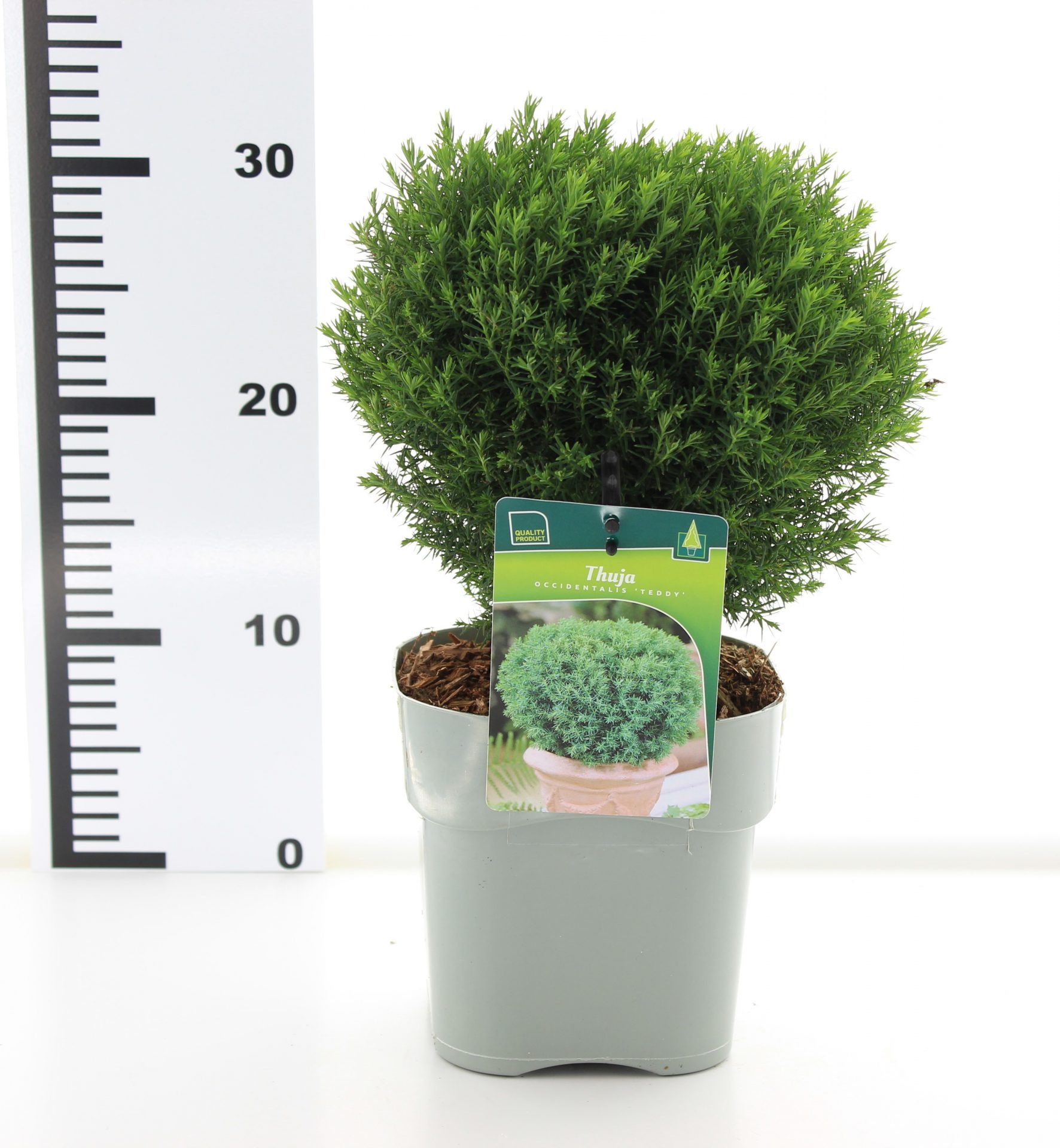 Thuja occ. 'Teddy' - Afbeelding 3