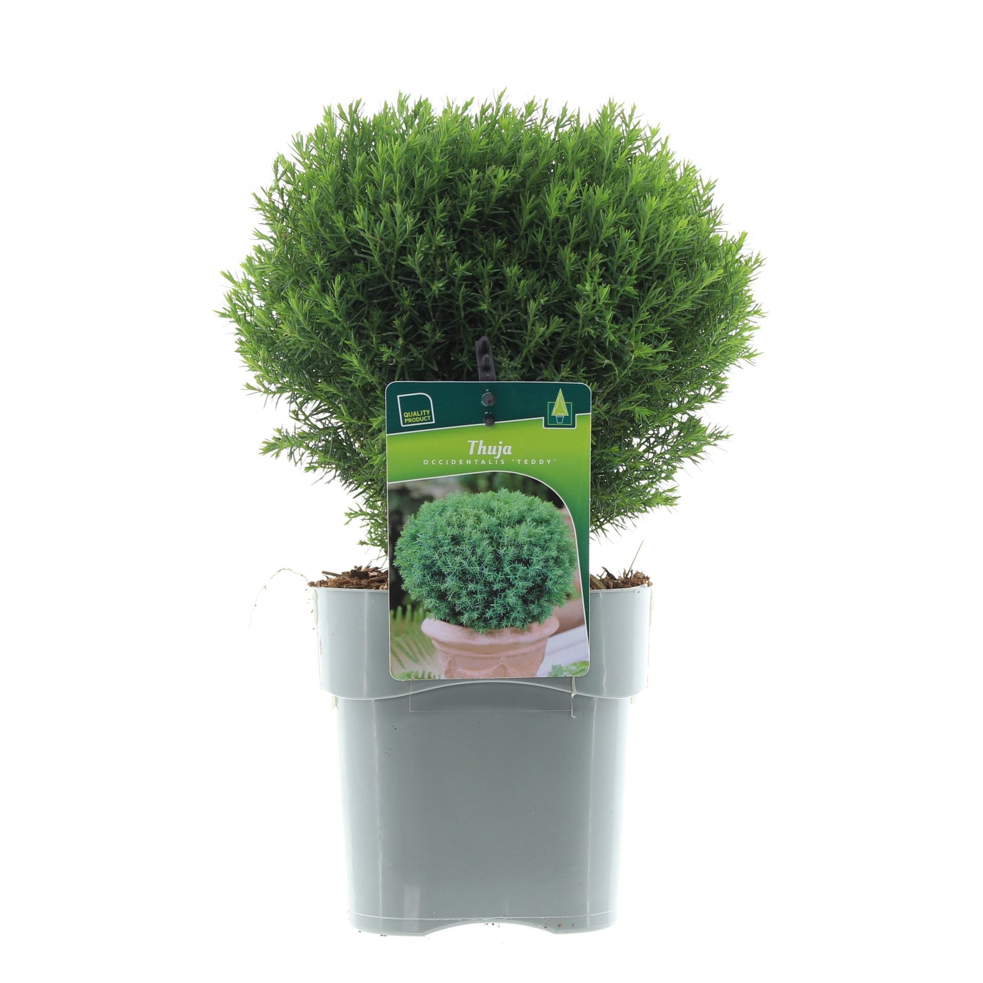Thuja occ. 'Teddy'