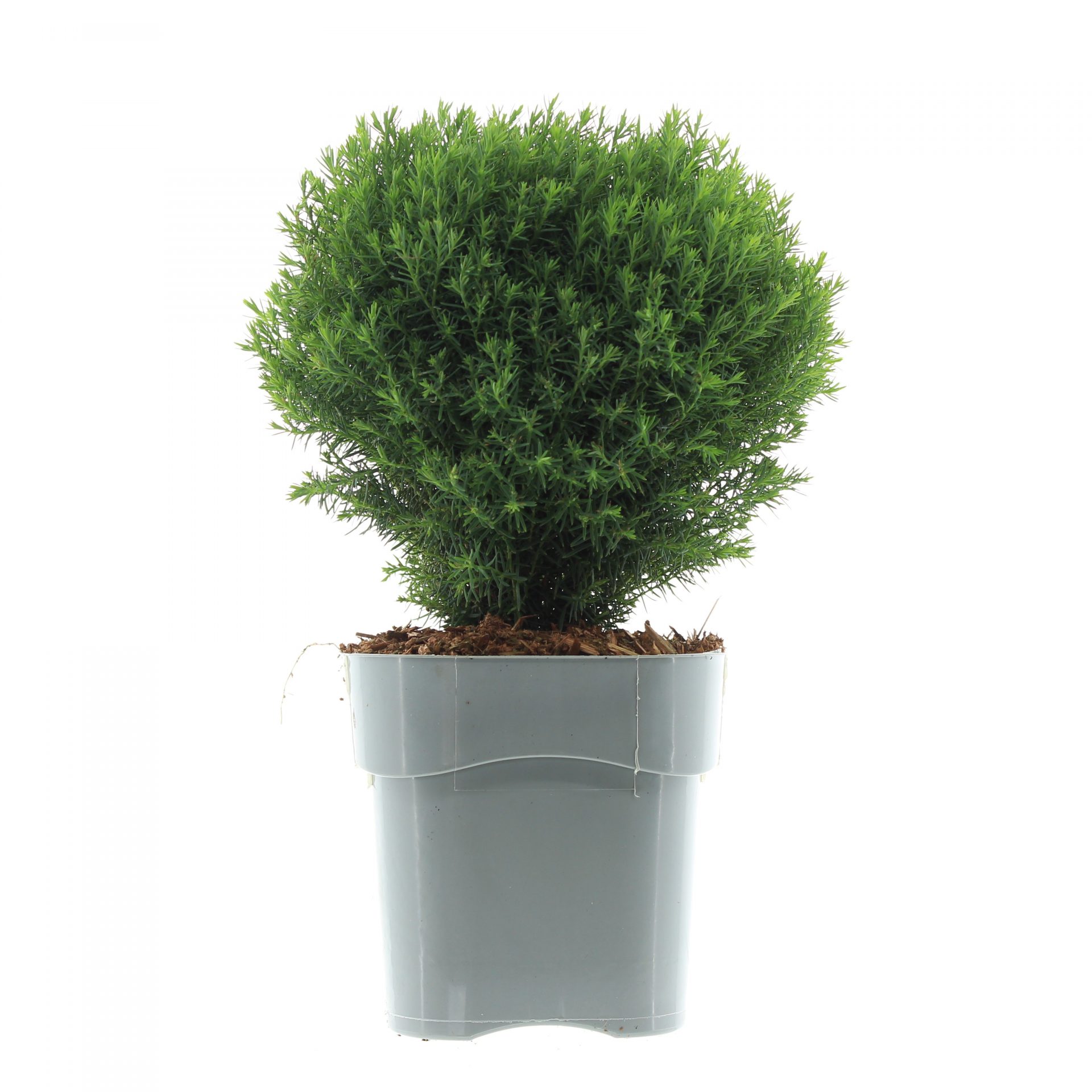 Thuja occ. 'Teddy' - Afbeelding 2