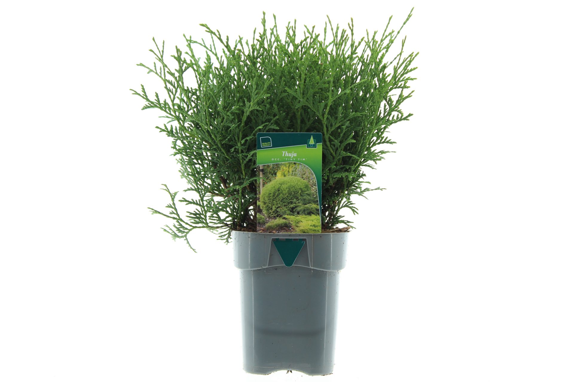 Thuja occ. 'Tiny Tim'
