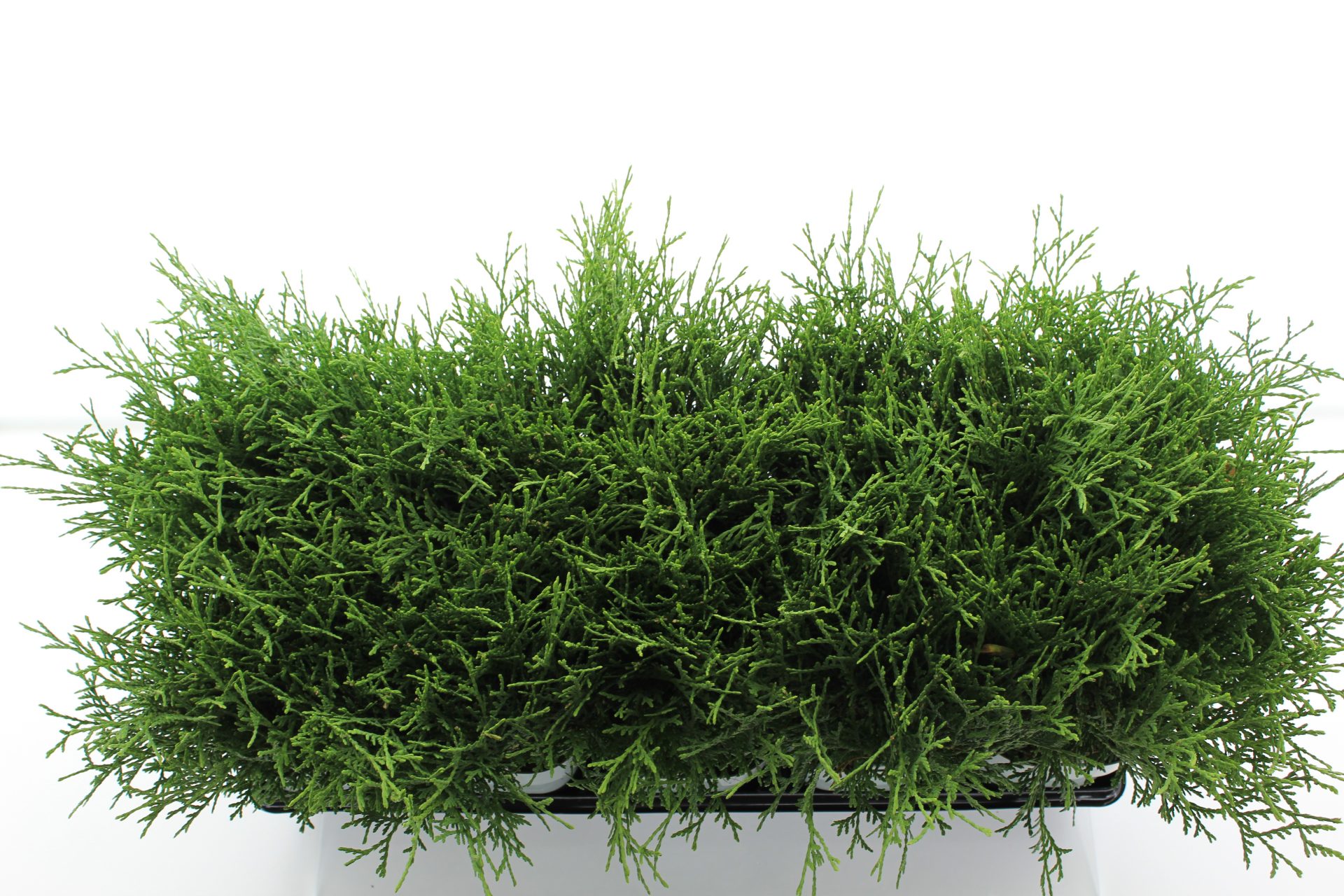 Thuja occ. 'Tiny Tim' - Afbeelding 4