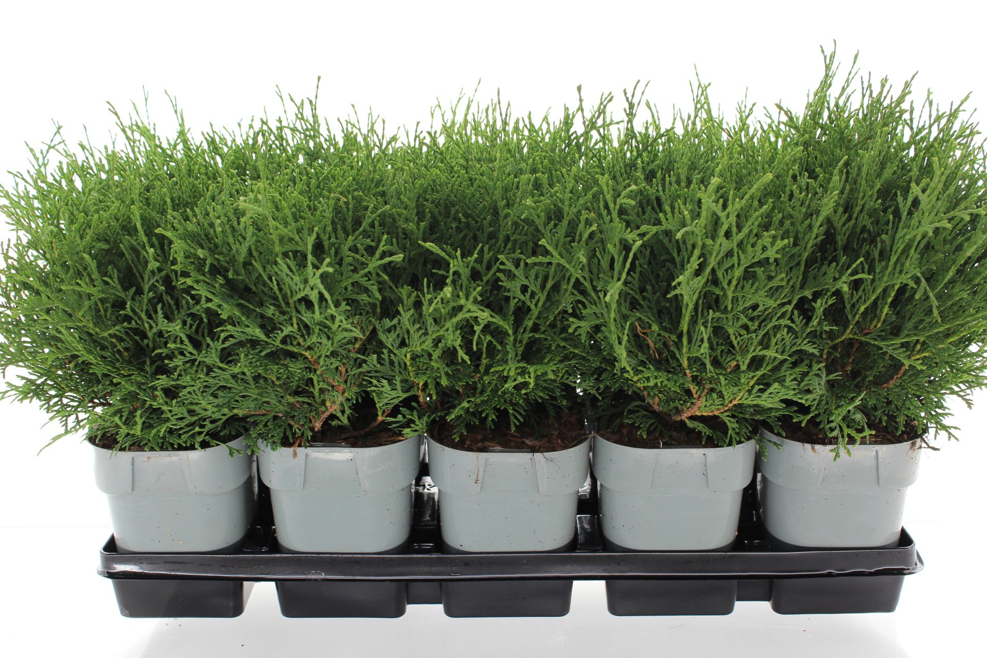 Thuja occ. 'Tiny Tim' - Afbeelding 3