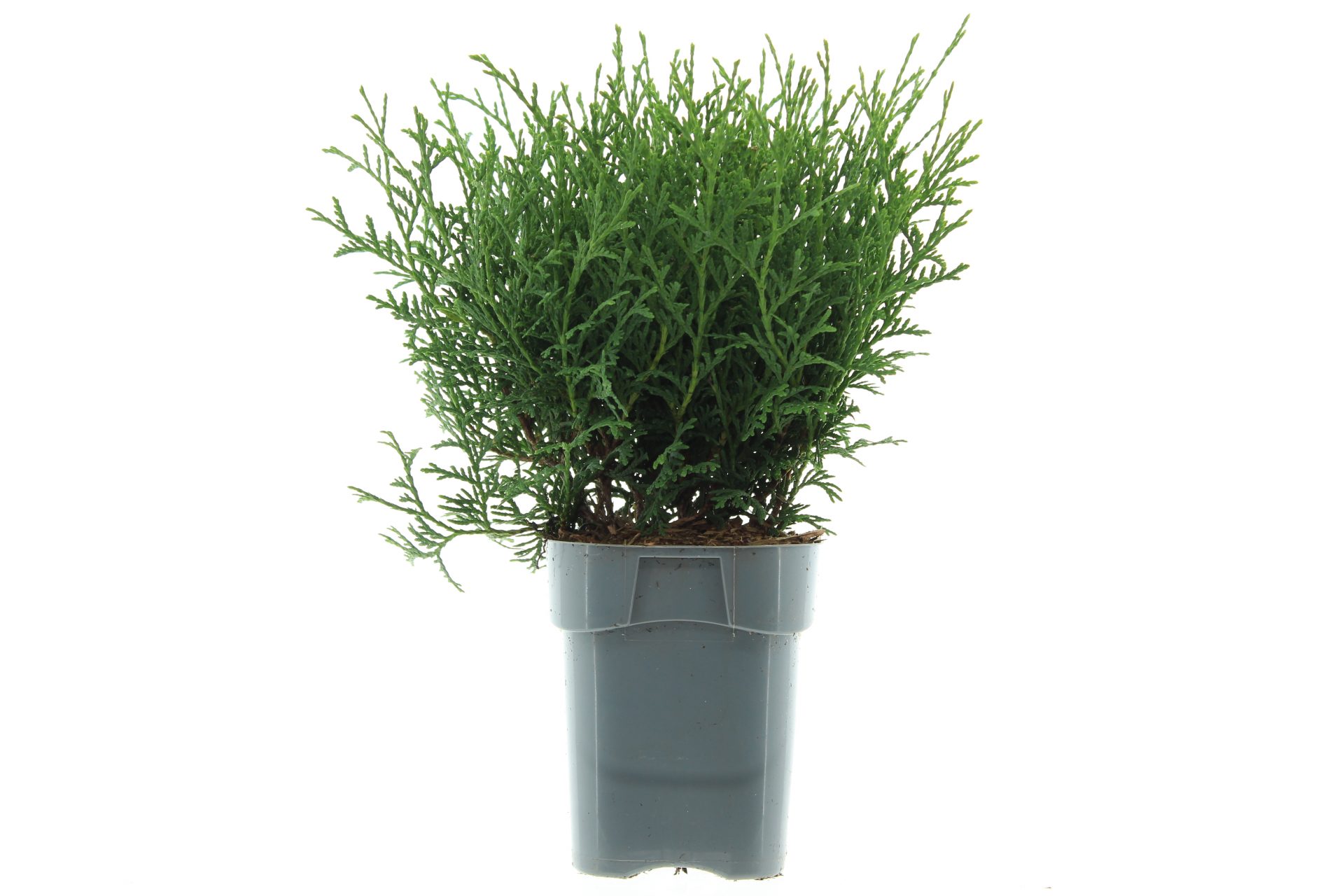 Thuja occ. 'Tiny Tim' - Afbeelding 2