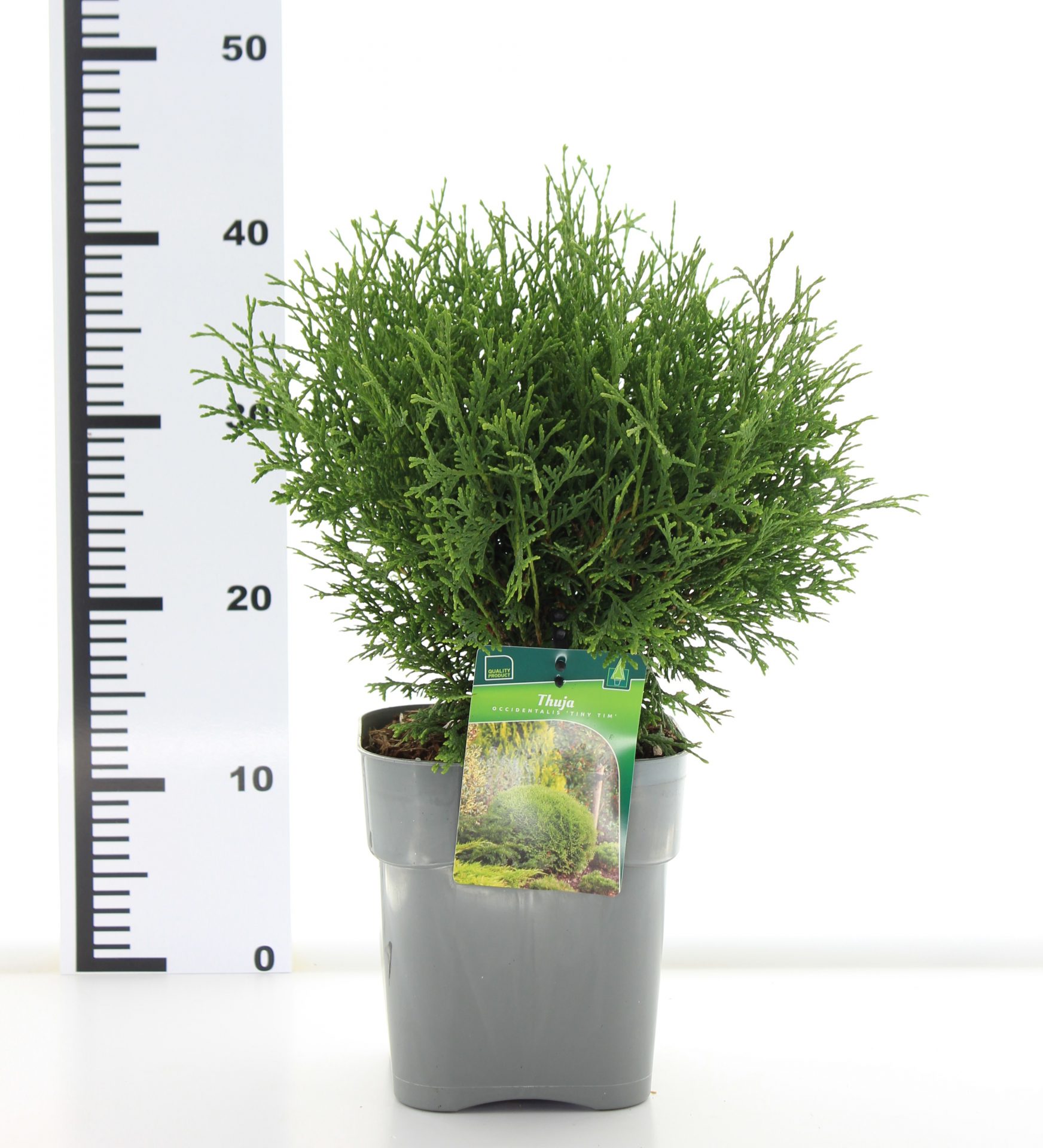 Thuja occ. 'Tiny Tim' – Bild 3