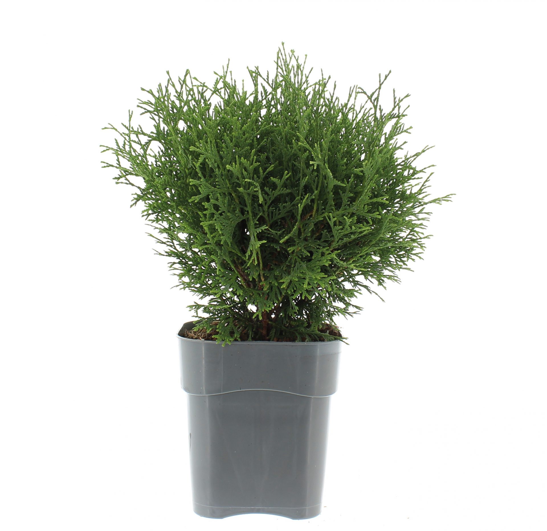 Thuja occ. 'Tiny Tim' – Bild 2