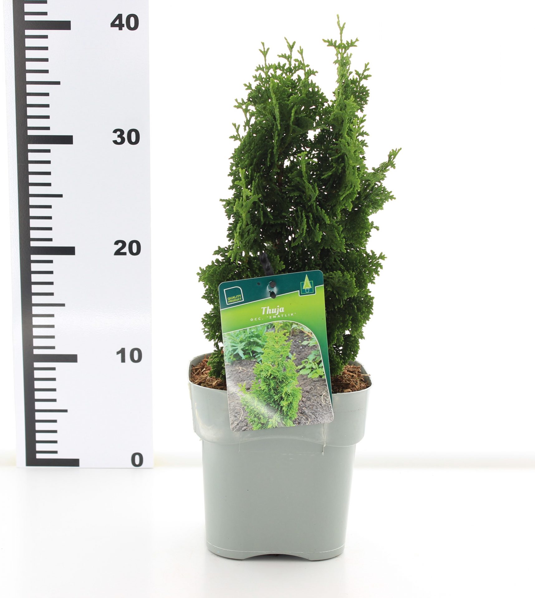 Thuja occ. 'Zmatlik' - Afbeelding 3