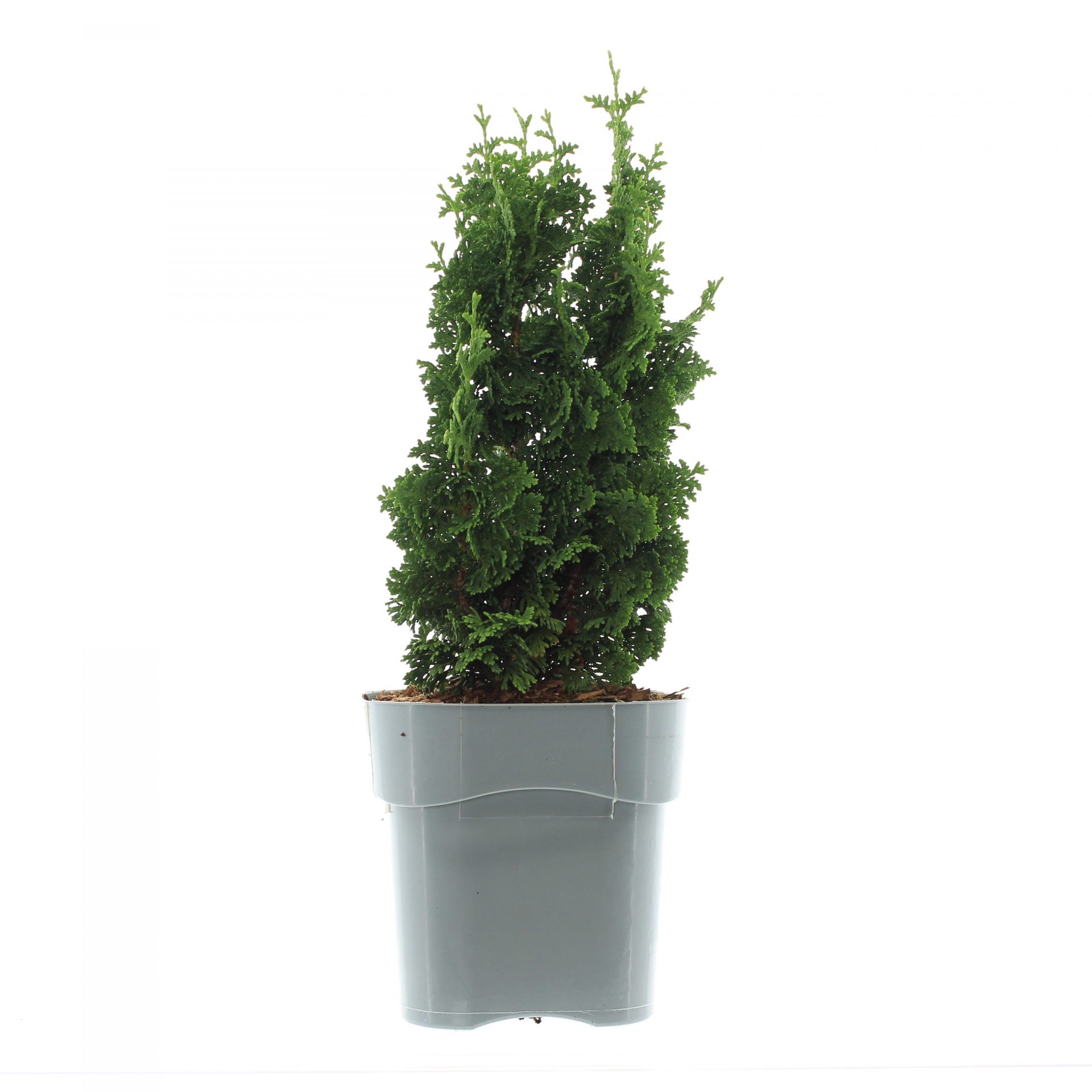 Thuja occ. 'Zmatlik' - Afbeelding 2