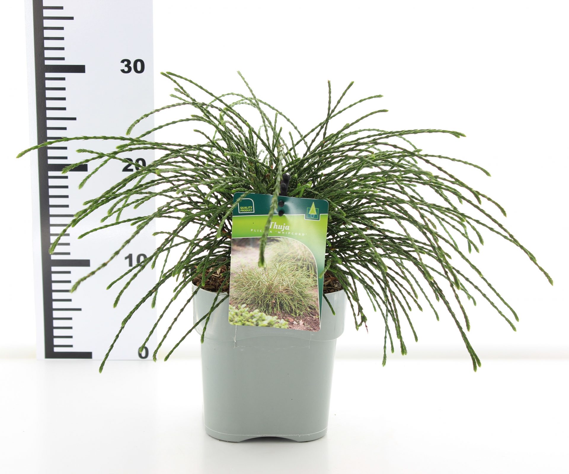 Thuja plic. 'Whipcord' - Image 3