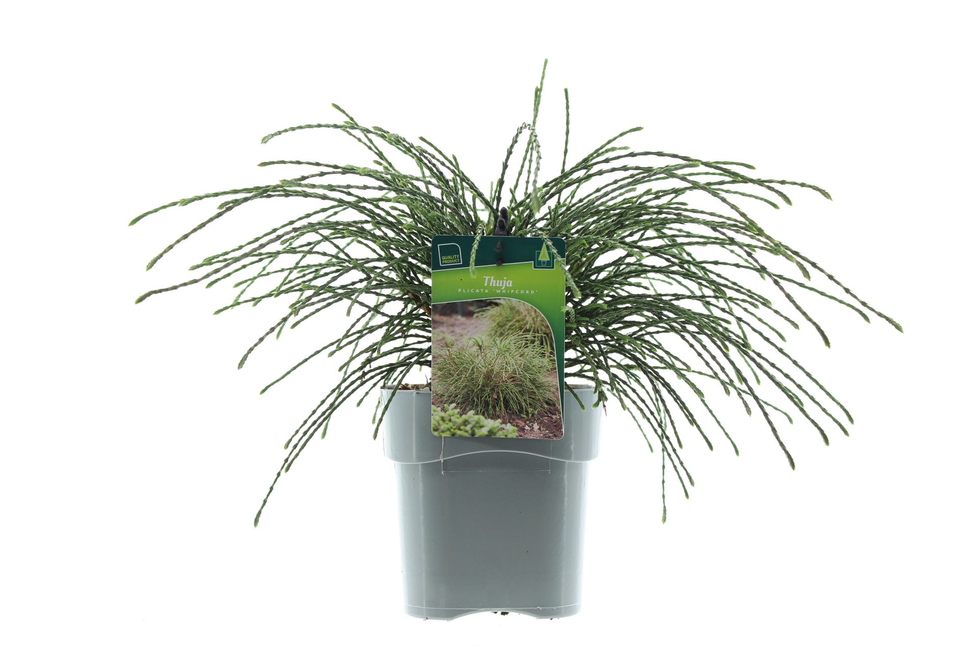 Thuja plic. 'Whipcord'