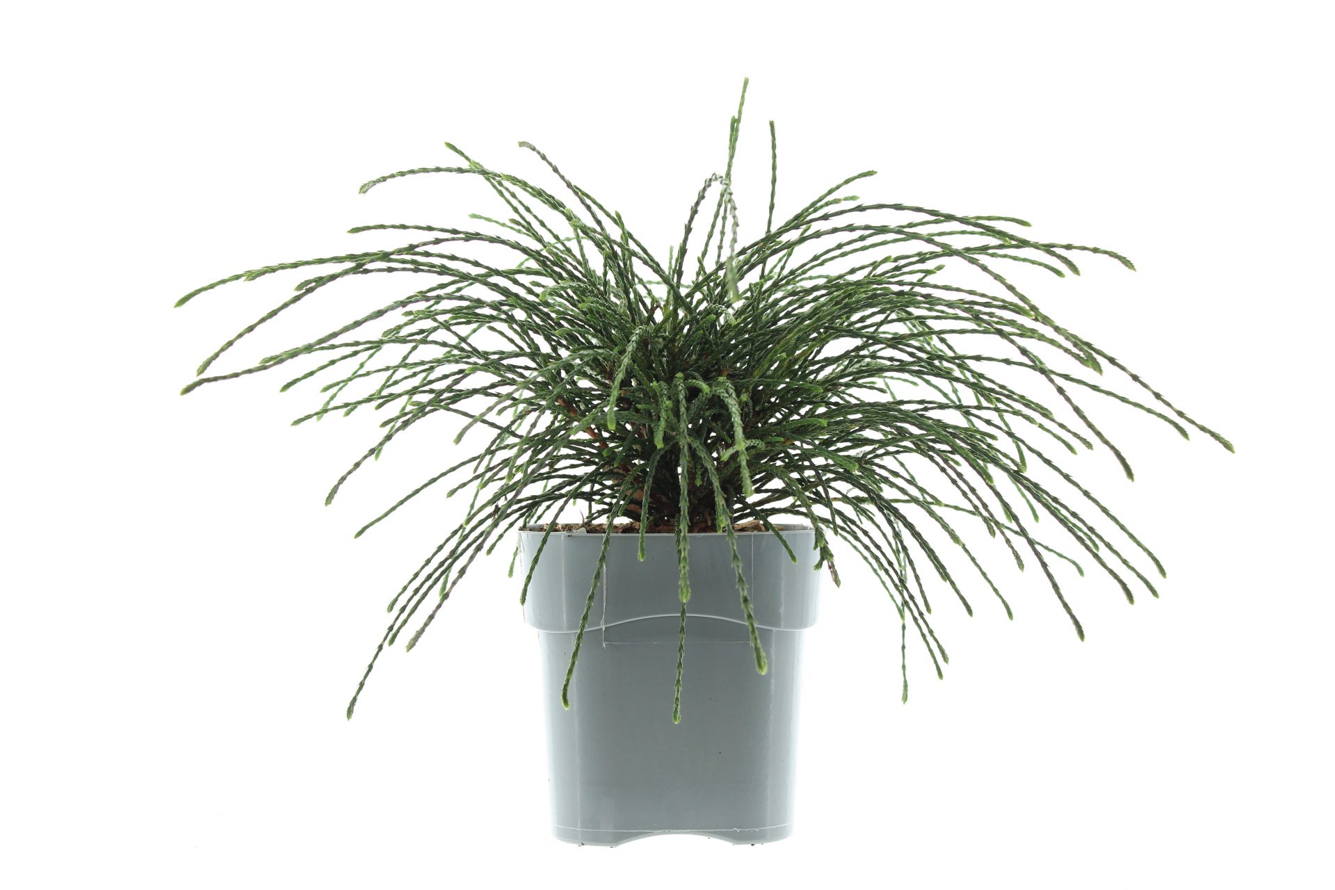 Thuja plic. 'Whipcord' - Image 2