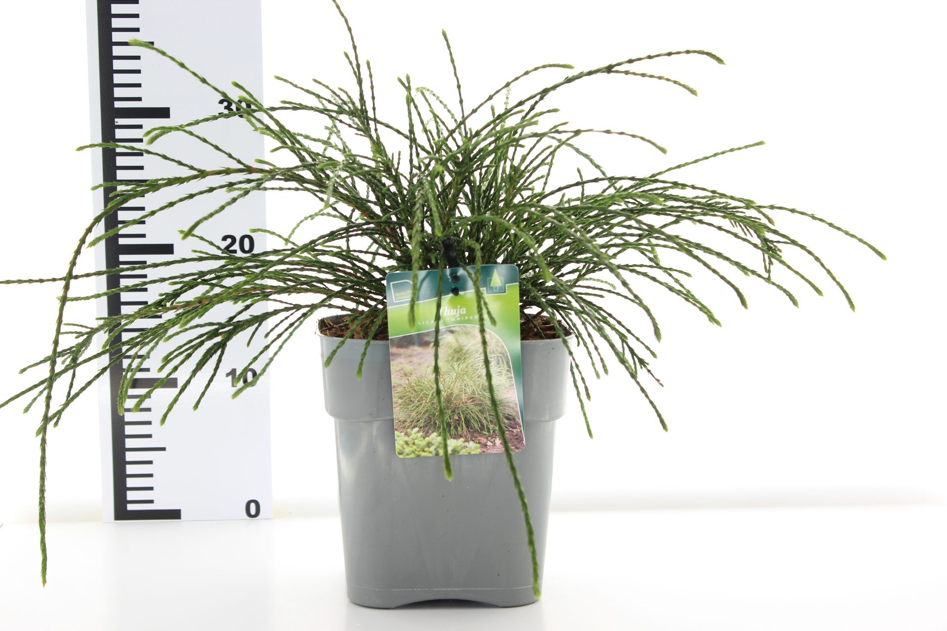 Thuja plic. 'Whipcord' - Afbeelding 3