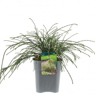 Thuja plic. 'Whipcord'