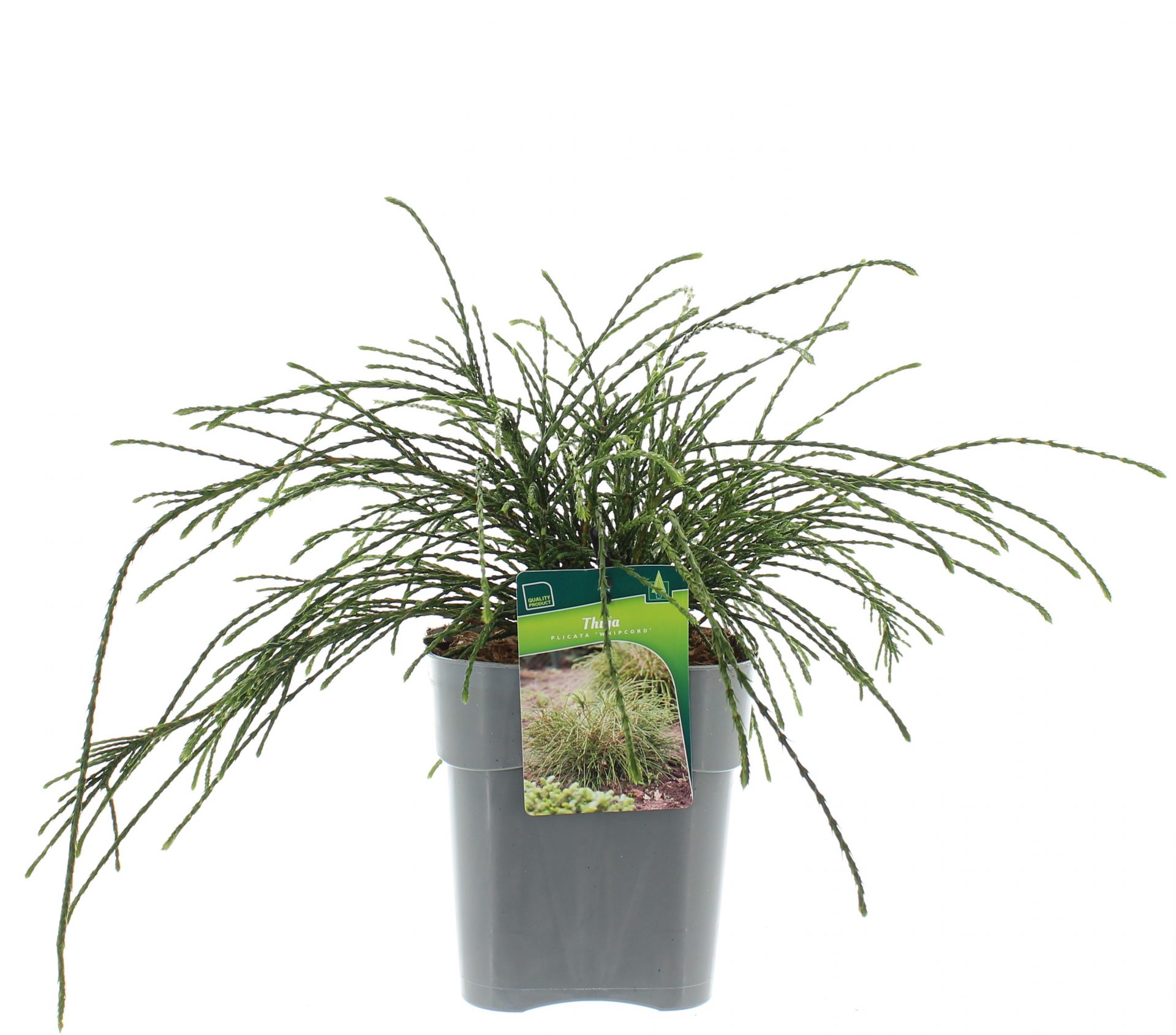 Thuja plic. 'Whipcord'