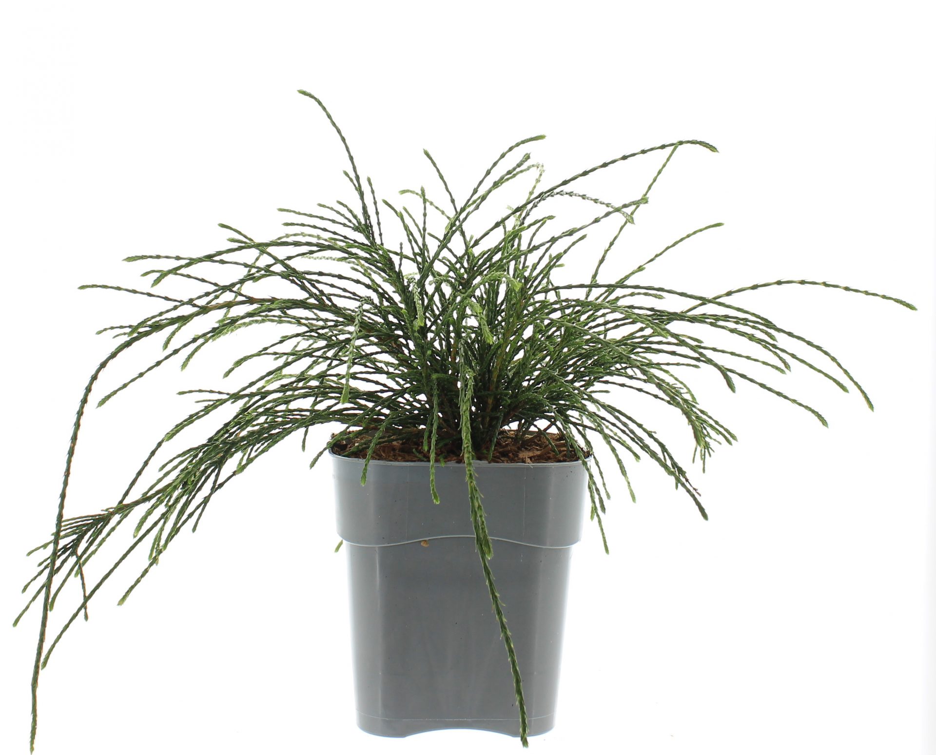 Thuja plic. 'Whipcord' - Afbeelding 2