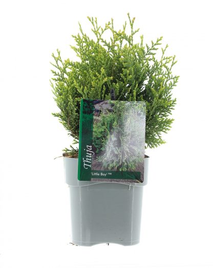 Thuja plic. 'Little Boy'
