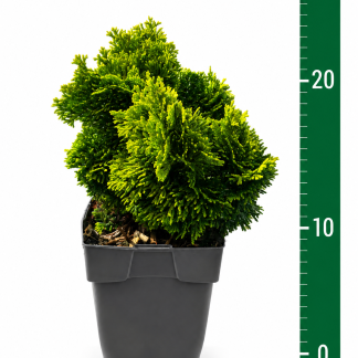 Chamaecyparis obtusa 'Aurora' C1