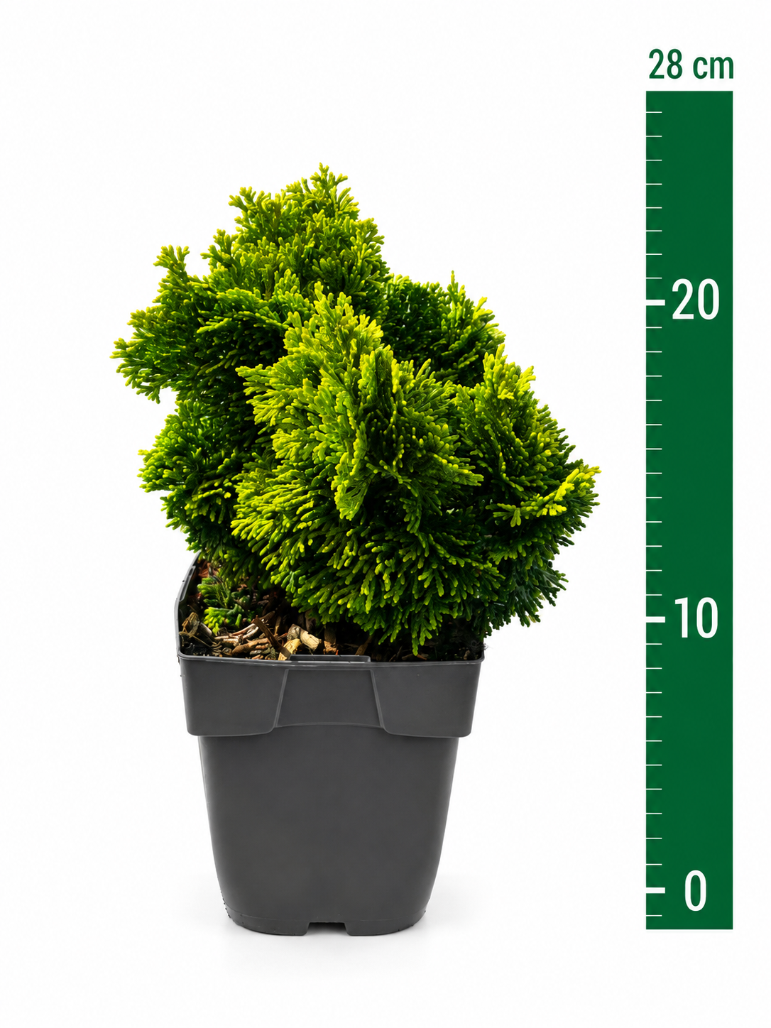 Chamaecyparis obtusa 'Aurora' C1